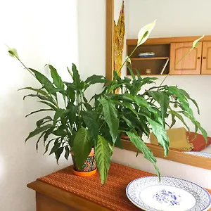 https://casa-de-amigs-en-santa-cruz-de-la-palma.in-canary-islands.com
